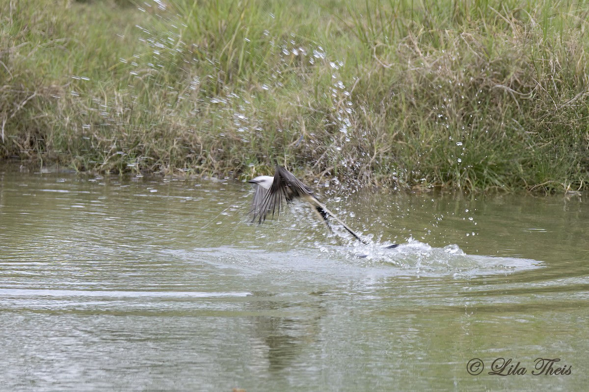 Scissor-tailed Flycatcher - Lila Theis