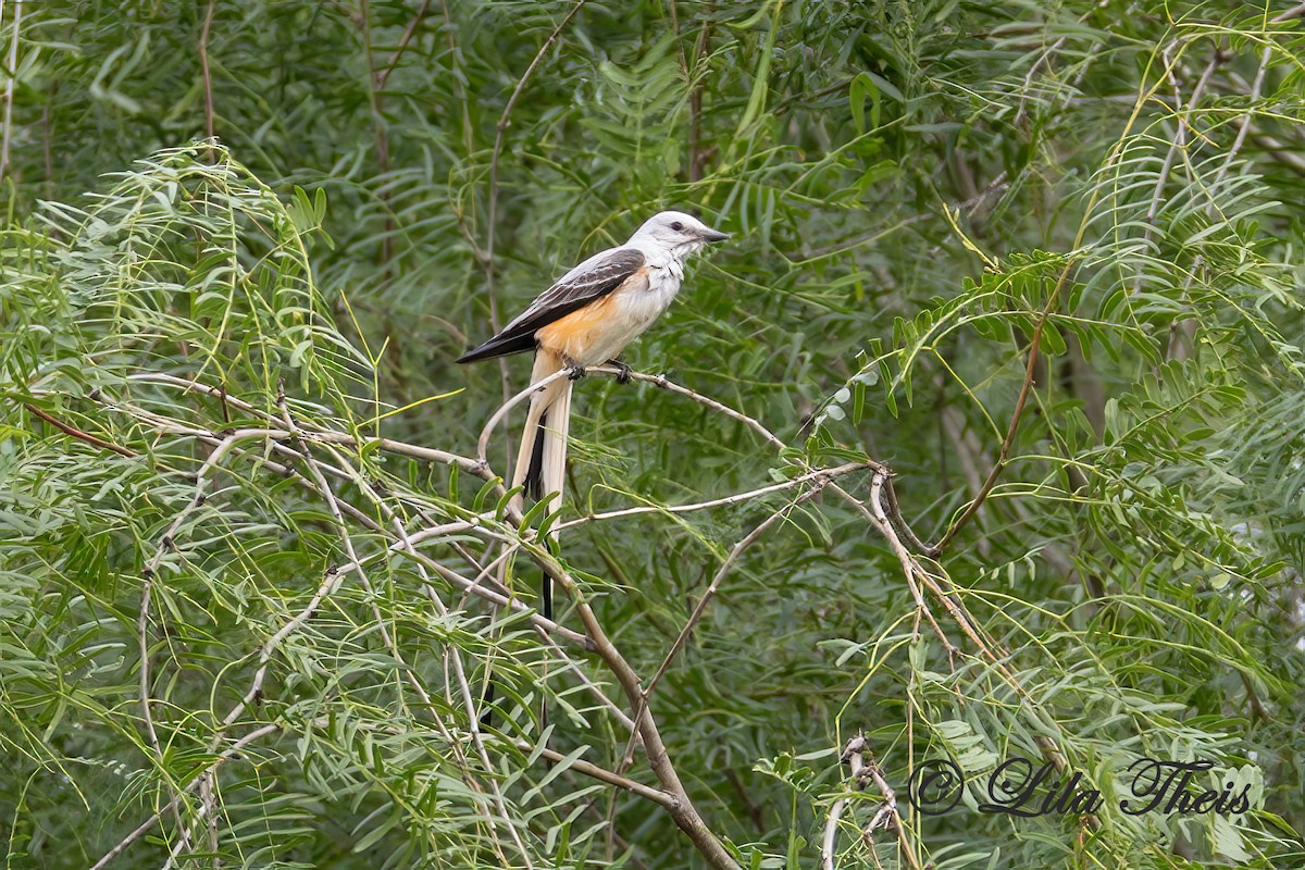 Scissor-tailed Flycatcher - Lila Theis