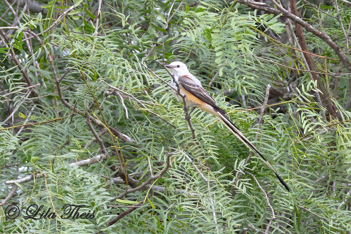 Scherenschwanz-Königstyrann - ML570880721