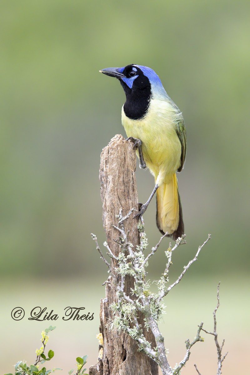 Green Jay - ML570880911