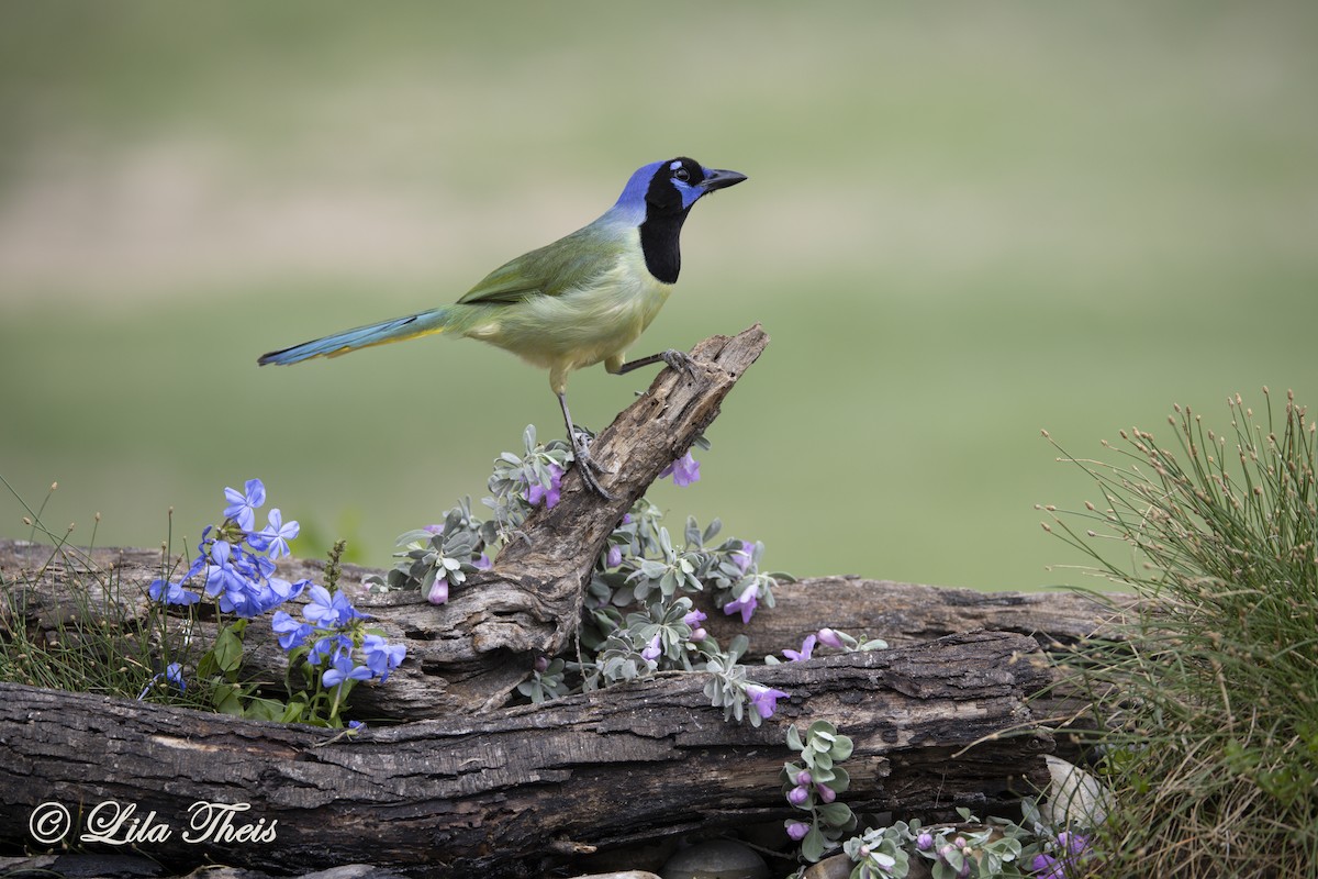 Green Jay - ML570880931