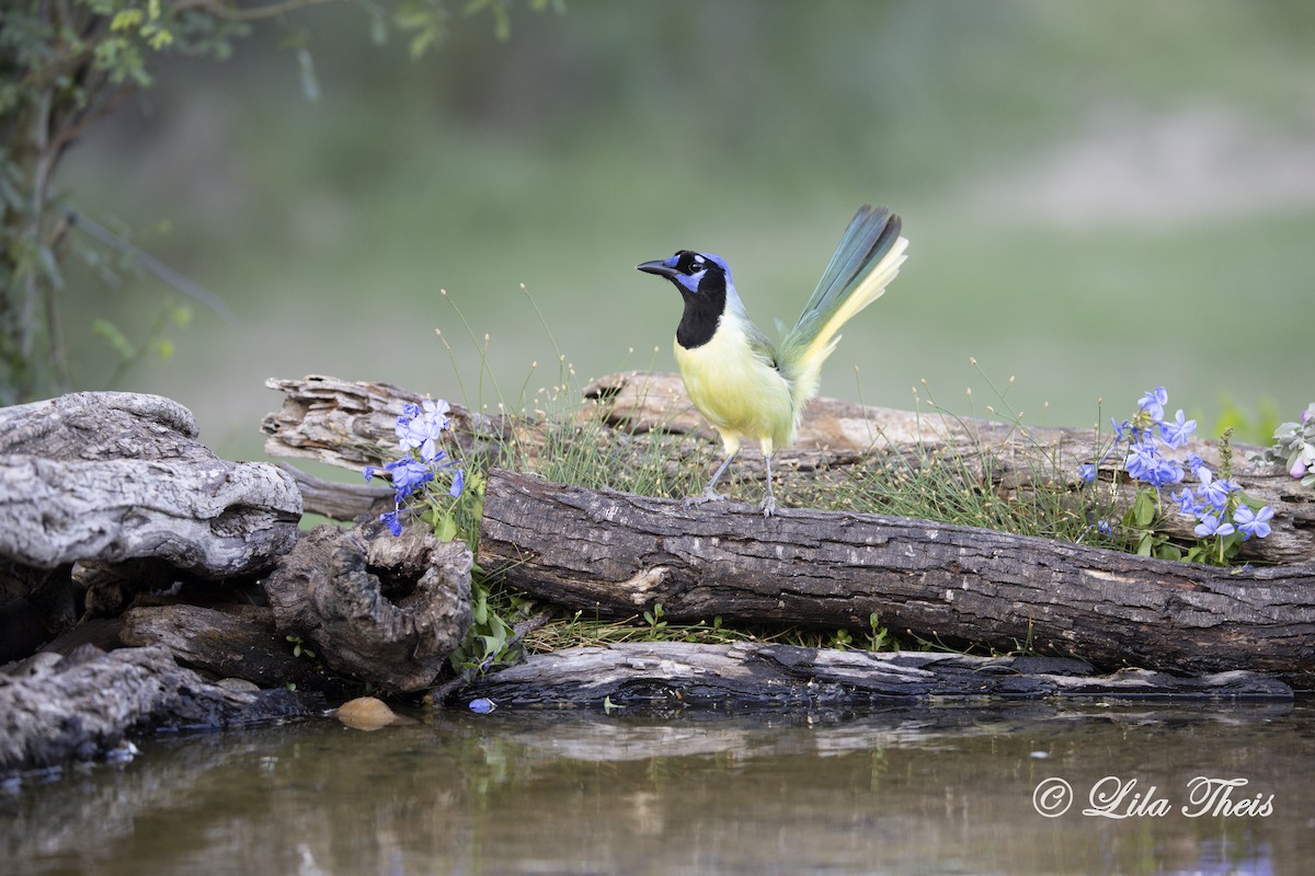 Green Jay - ML570880941