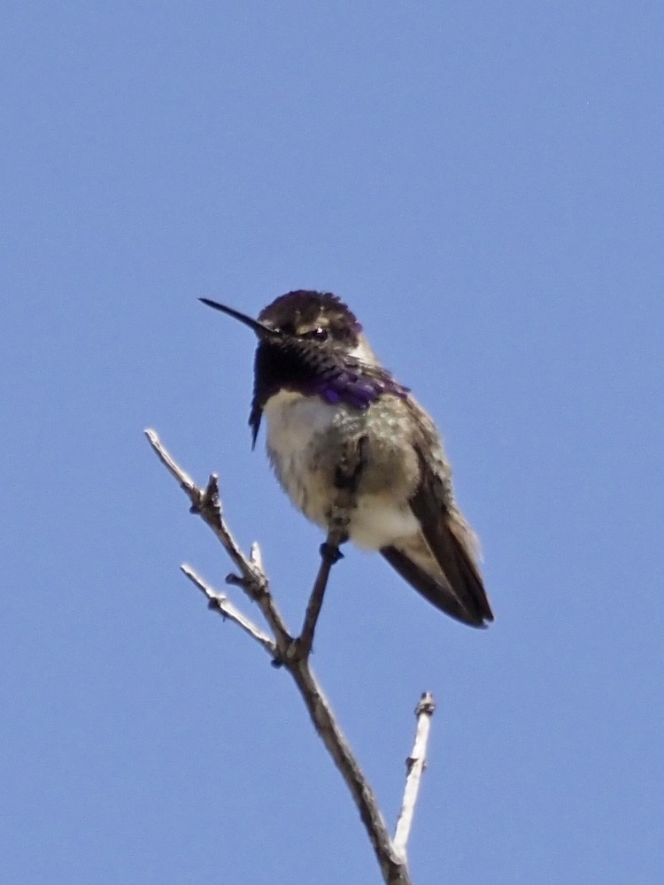 Costa's Hummingbird - Dan Pierce