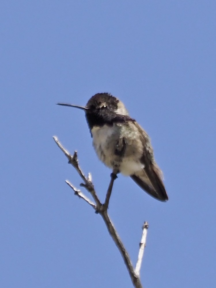 Costa's Hummingbird - Dan Pierce
