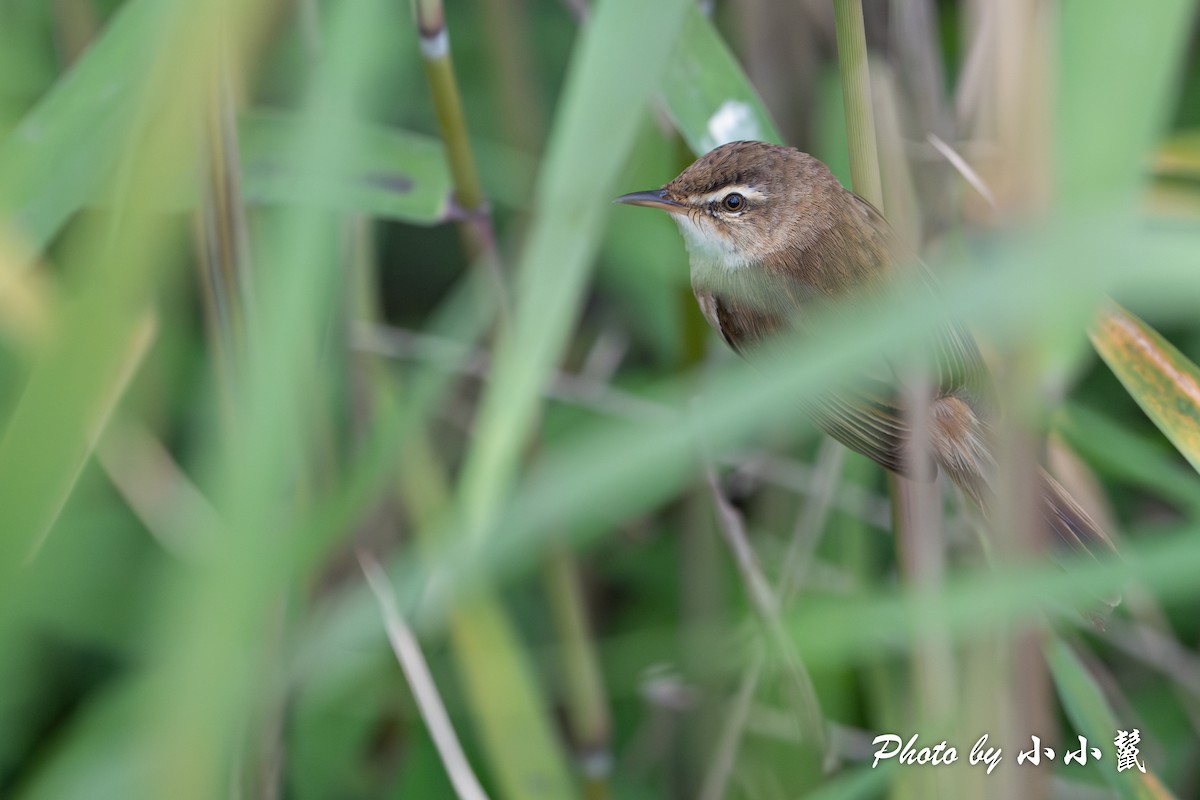 Manchurian Reed Warbler - Hanyang Ye