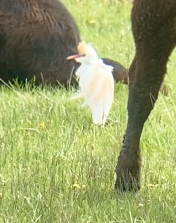 Western Cattle Egret - ML570881791