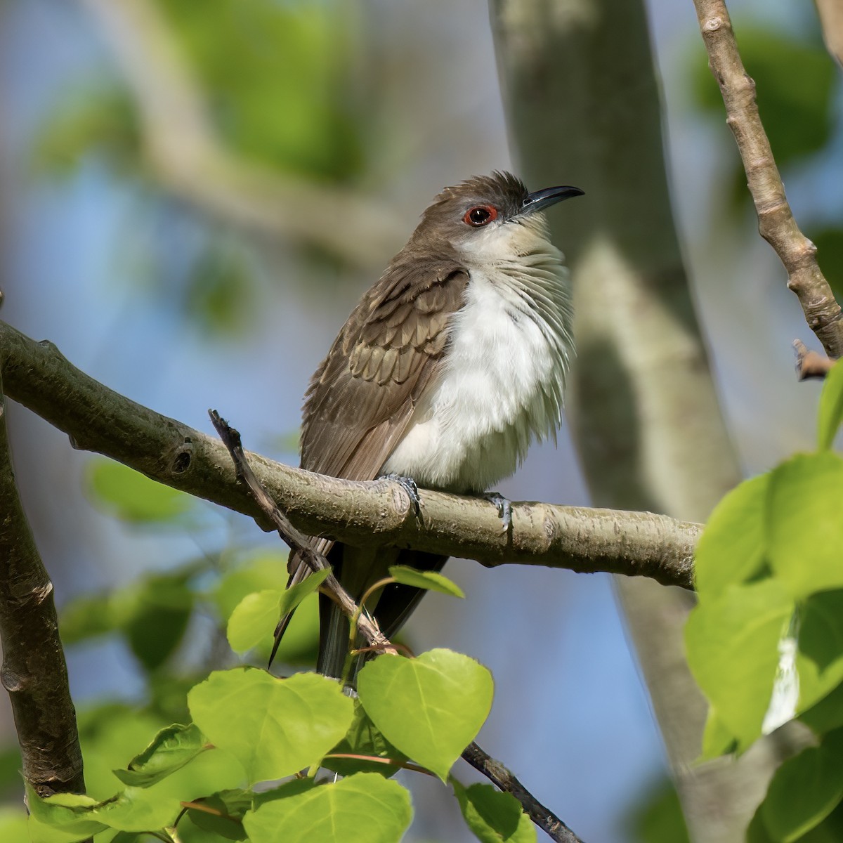 Black-billed Cuckoo - ML570882411