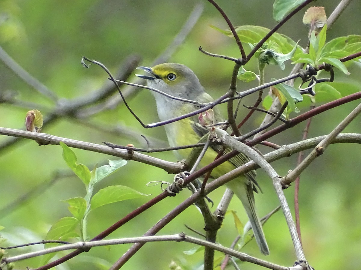 Ak Gözlü Vireo - ML570882441