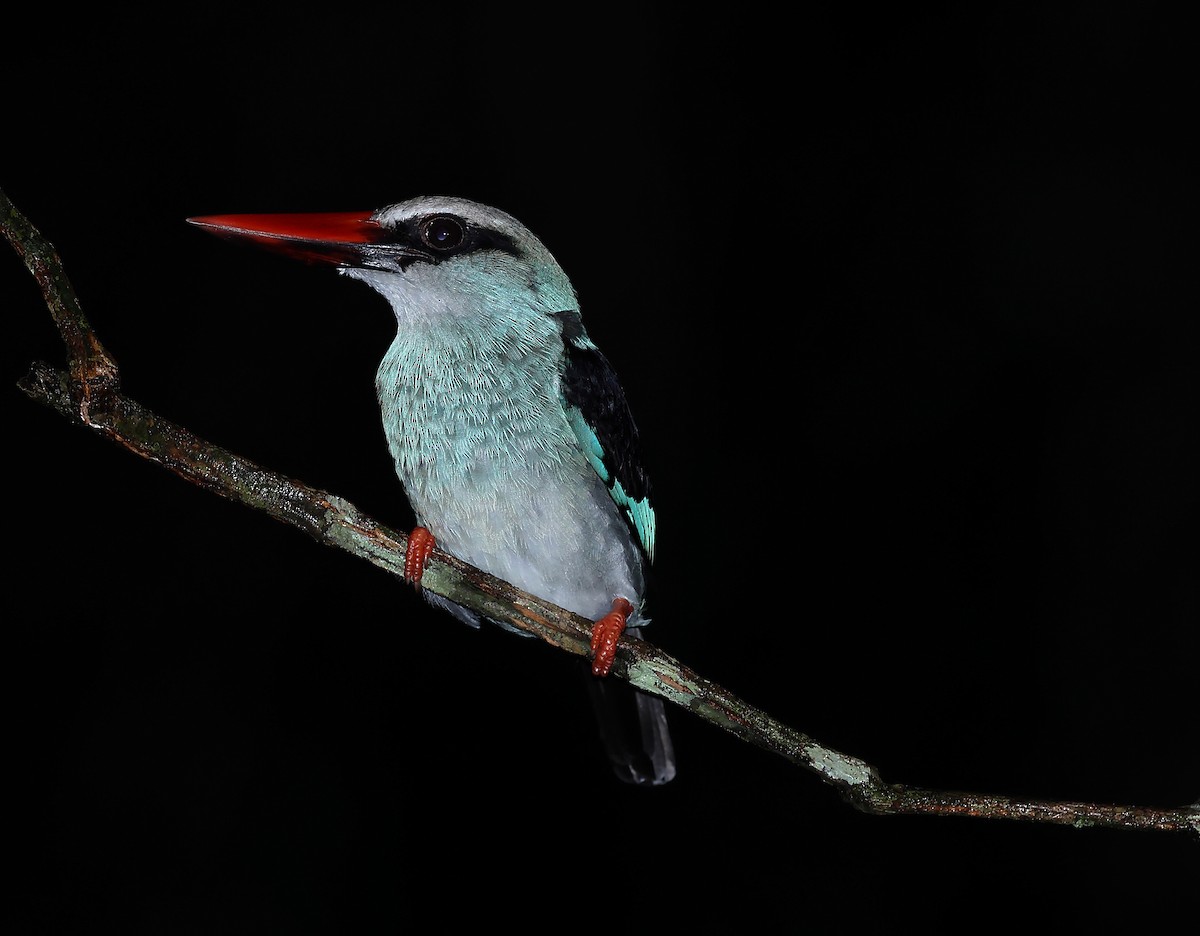 Blue-breasted Kingfisher - Brendan Sloan