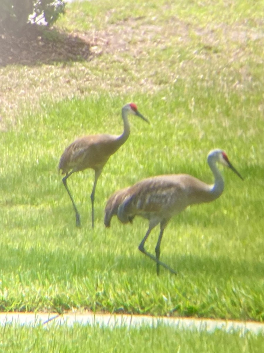 Sandhill Crane - ML570882691