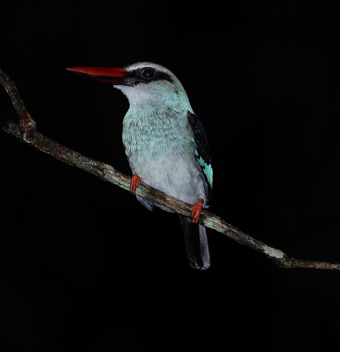 Blue-breasted Kingfisher - Brendan Sloan