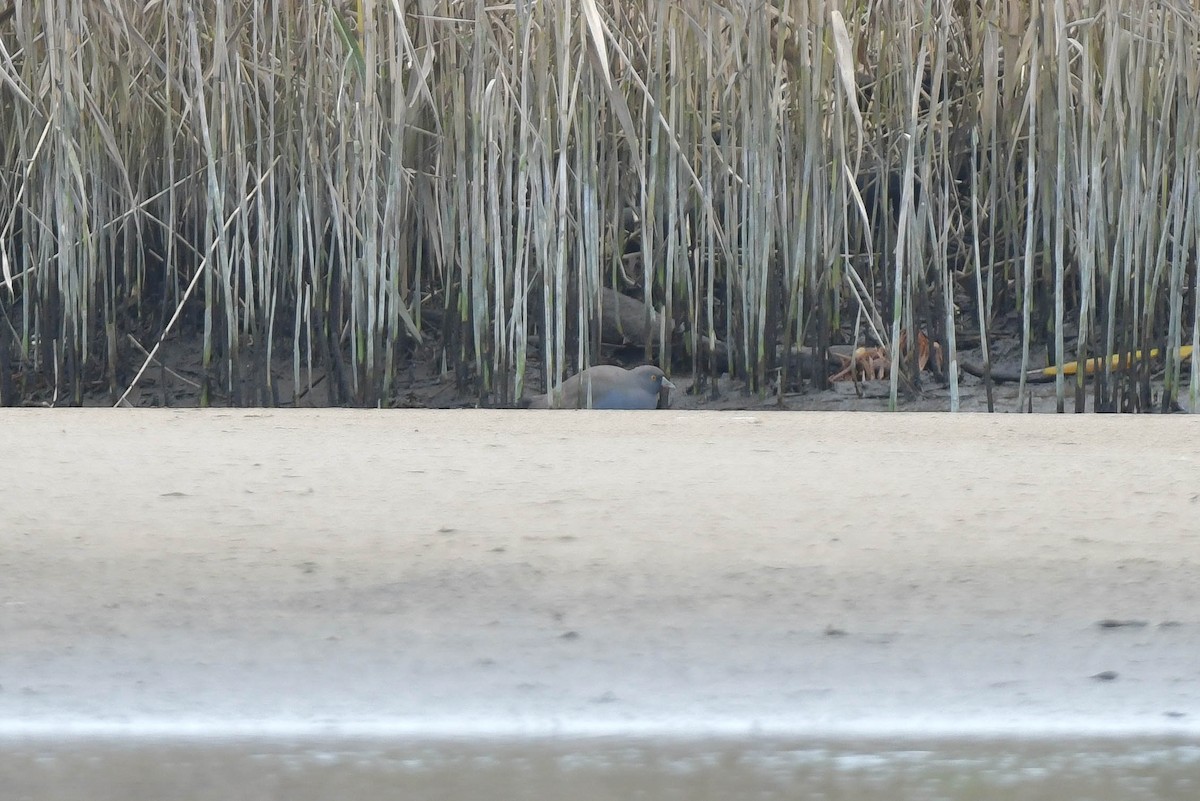 Gallinule aborigène - ML570886531