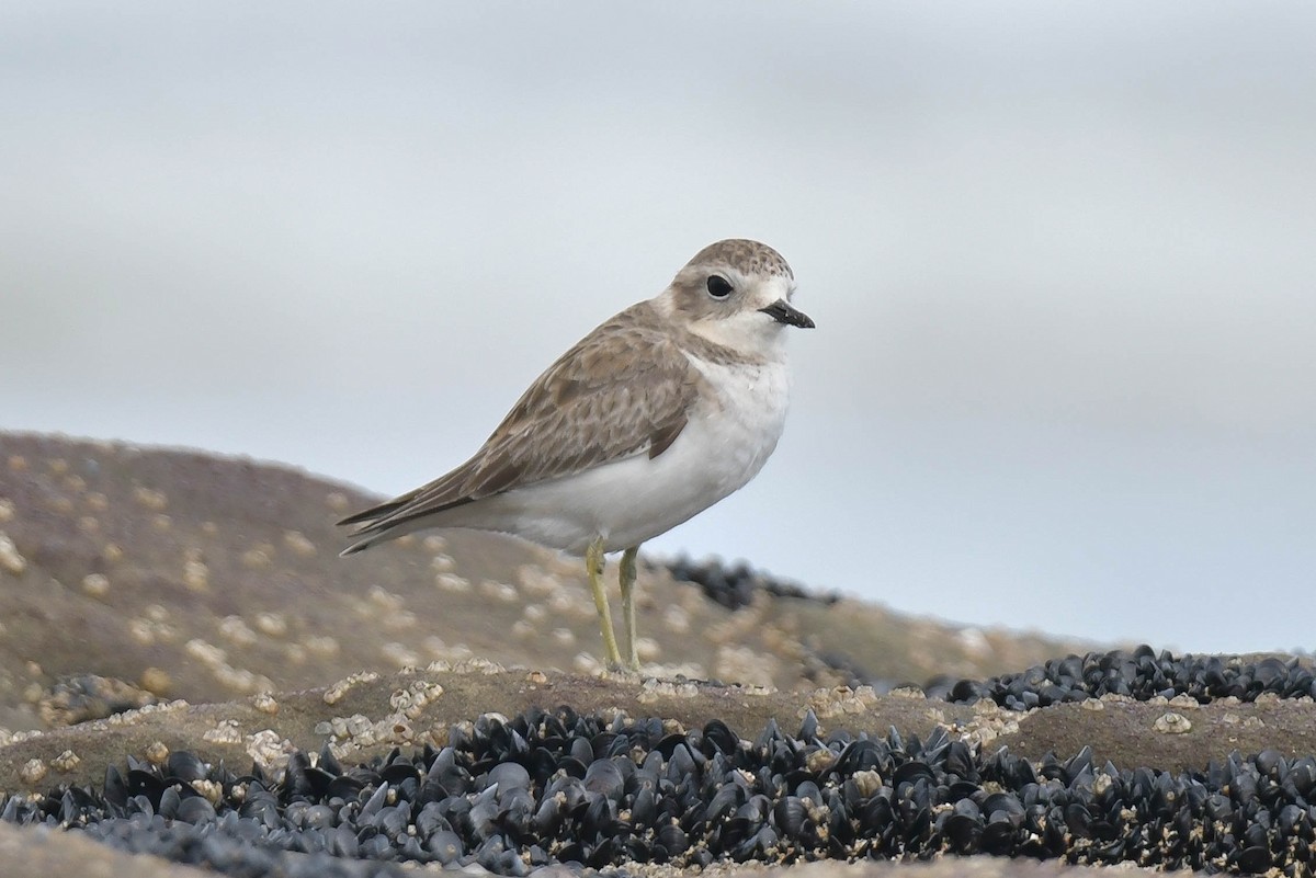 Double-banded Plover - ML570886801