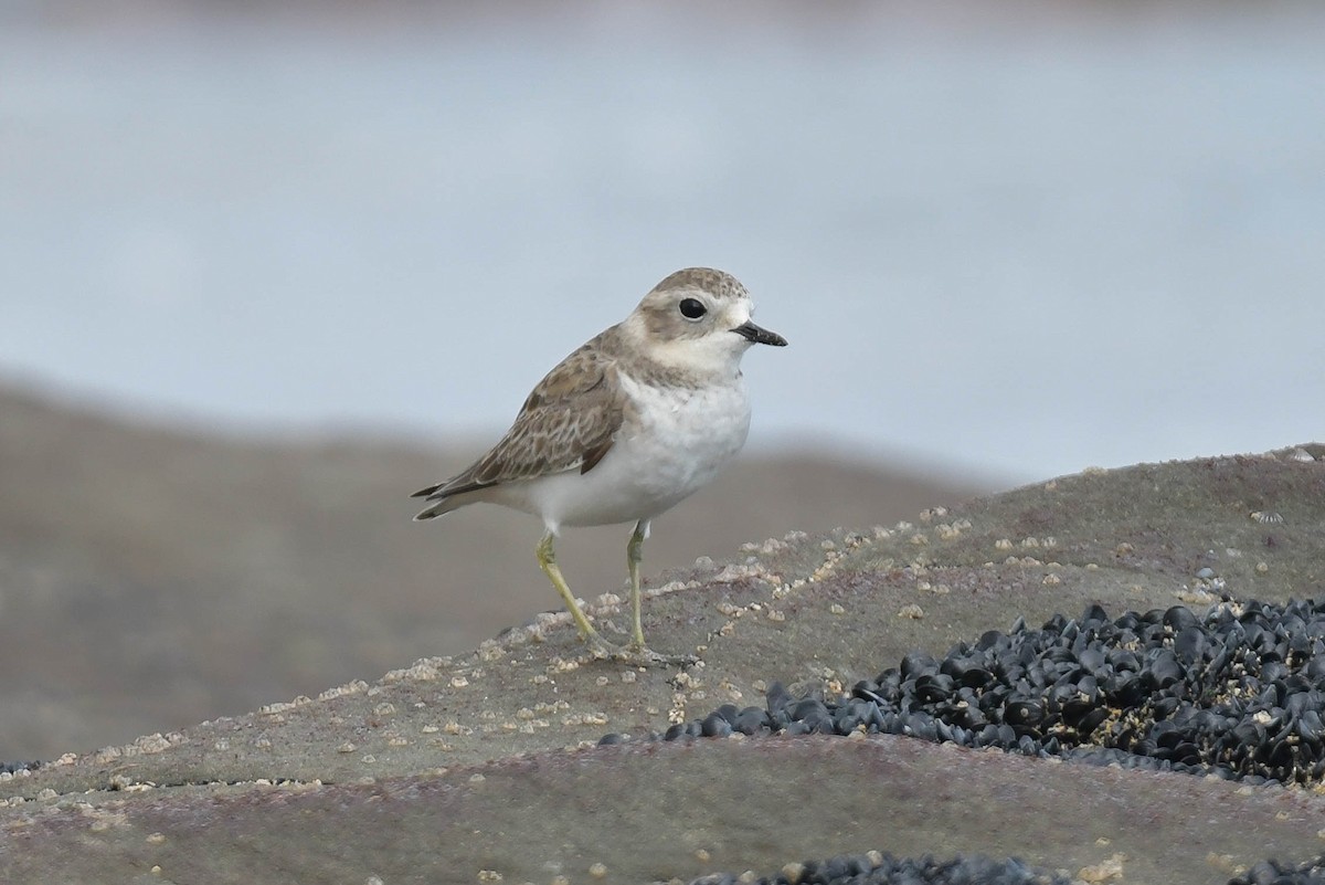 Double-banded Plover - ML570886811