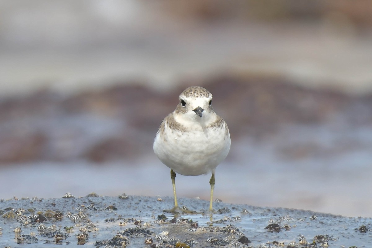 Double-banded Plover - ML570886821