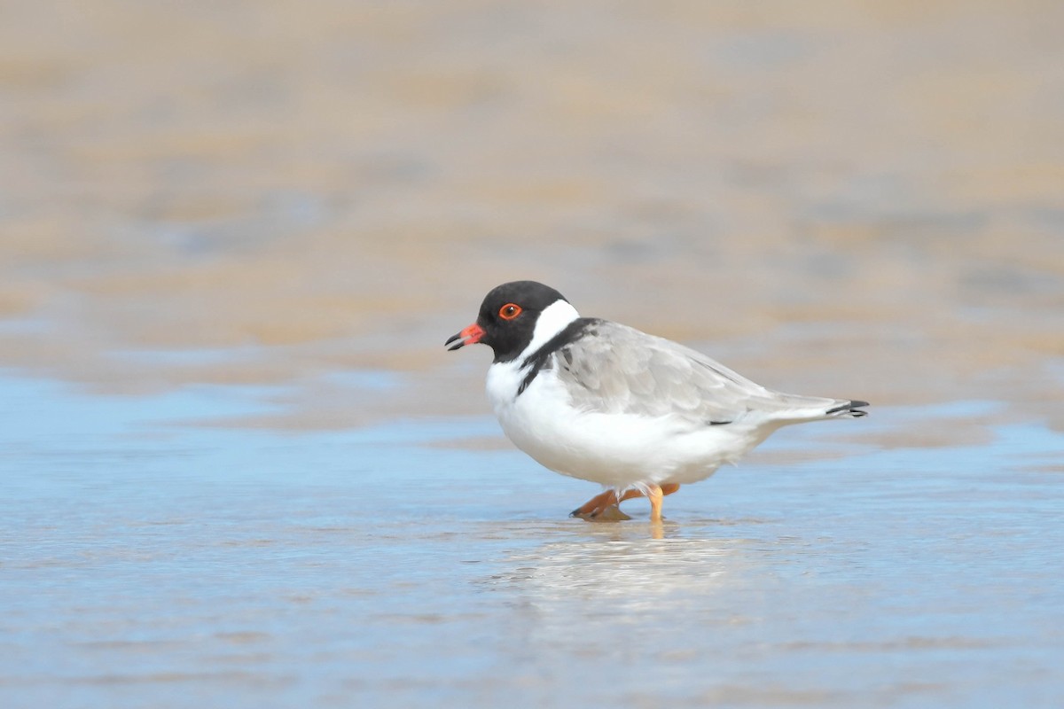 Hooded Plover - ML570886961