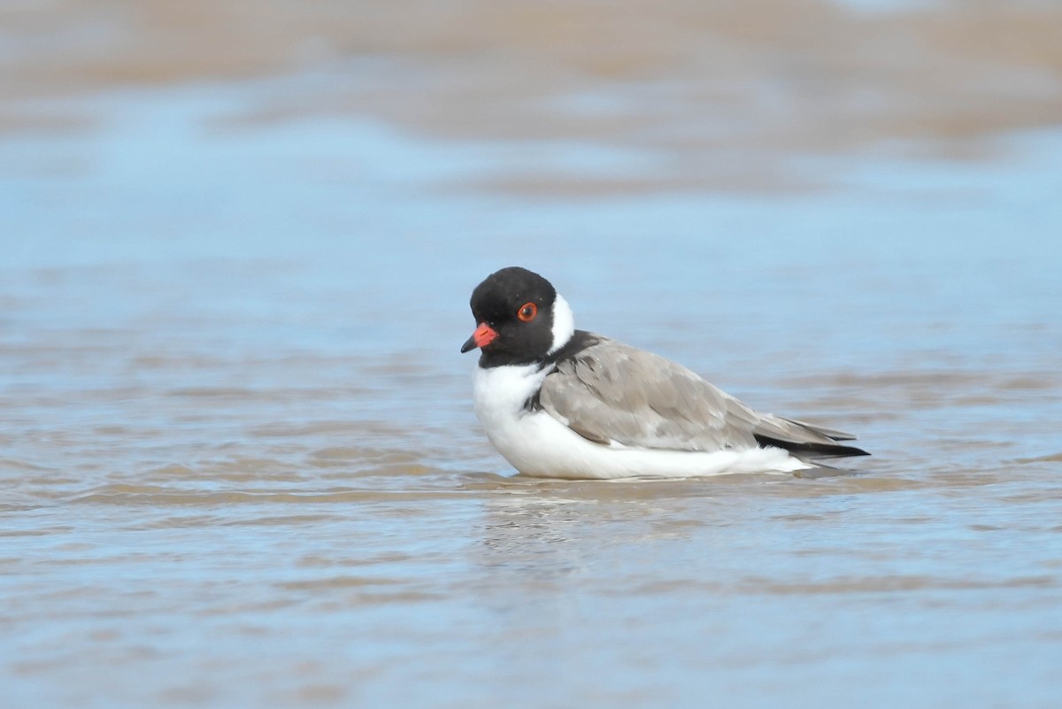 Hooded Plover - ML570886971