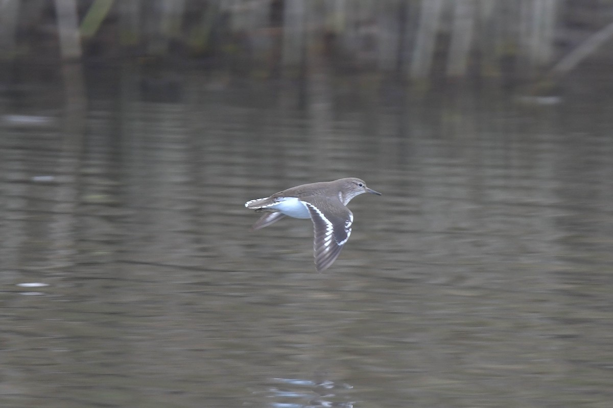 Common Sandpiper - ML570887091