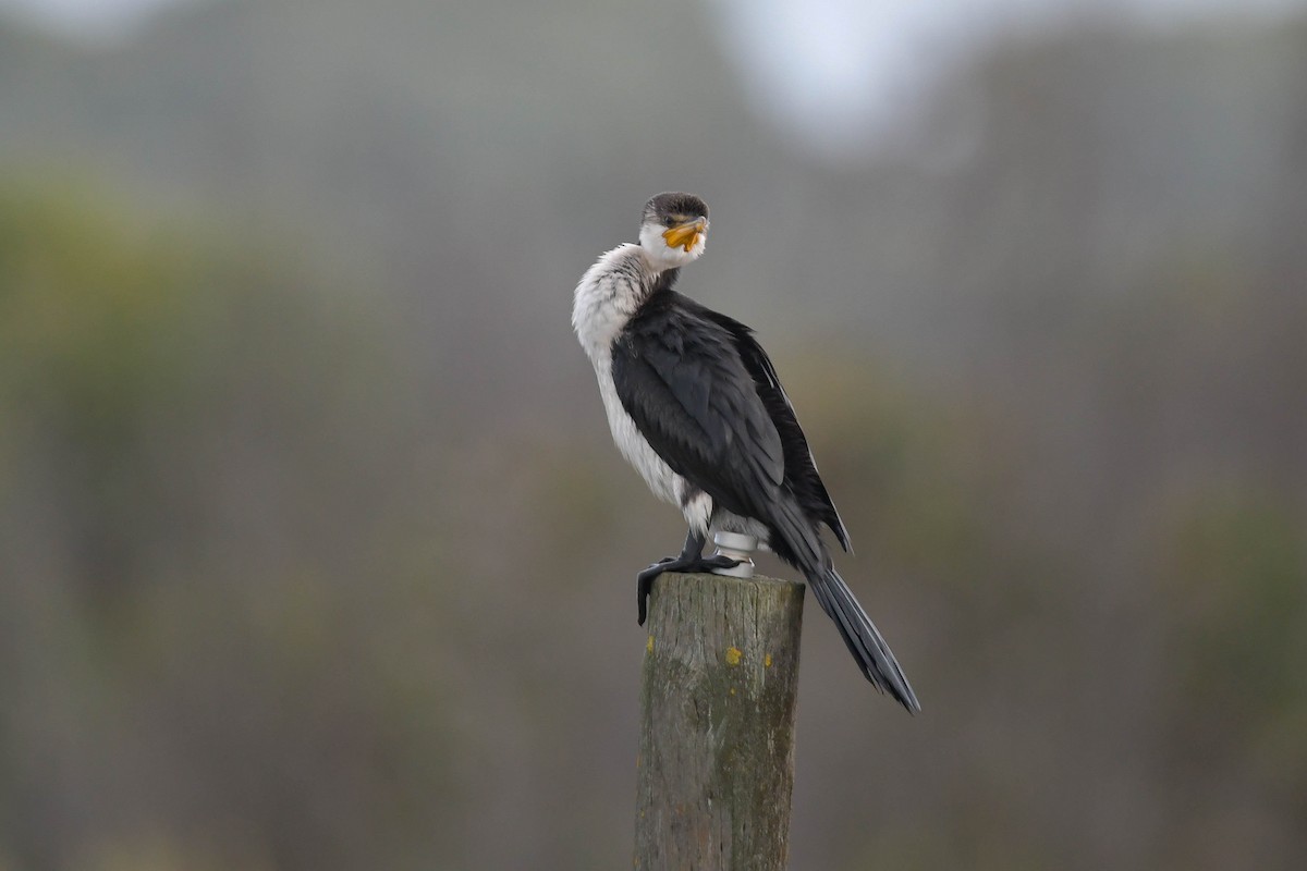 Little Pied Cormorant - ML570887161