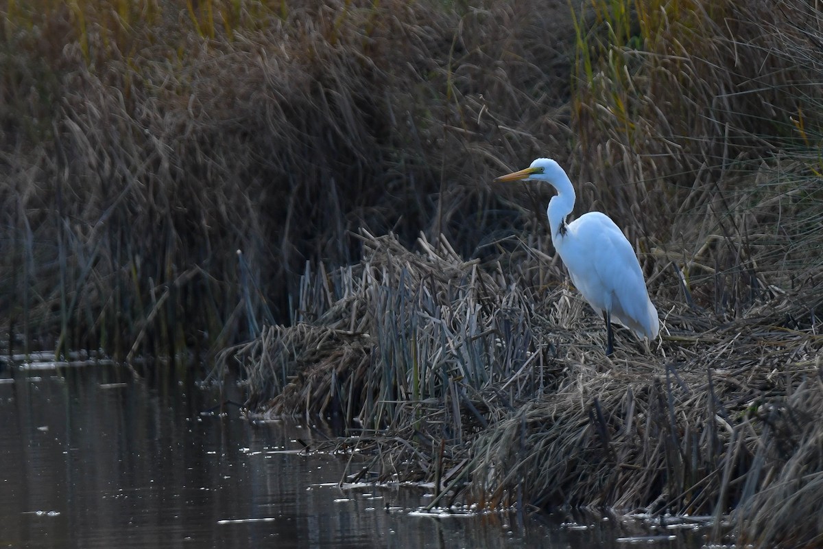 Great Egret (modesta) - ML570887261