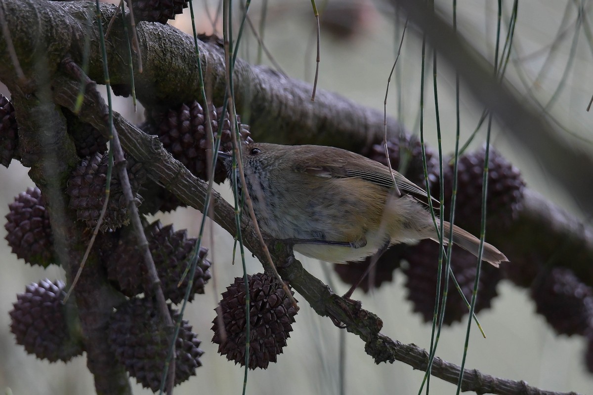 Brown Thornbill - ML570887451