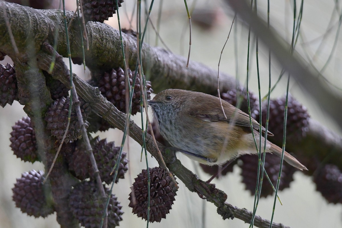 Brown Thornbill - ML570887461