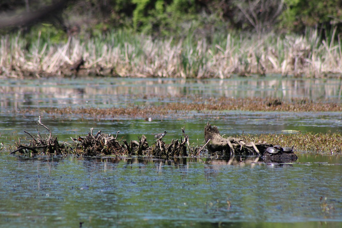 Lesser Yellowlegs - ML570887731