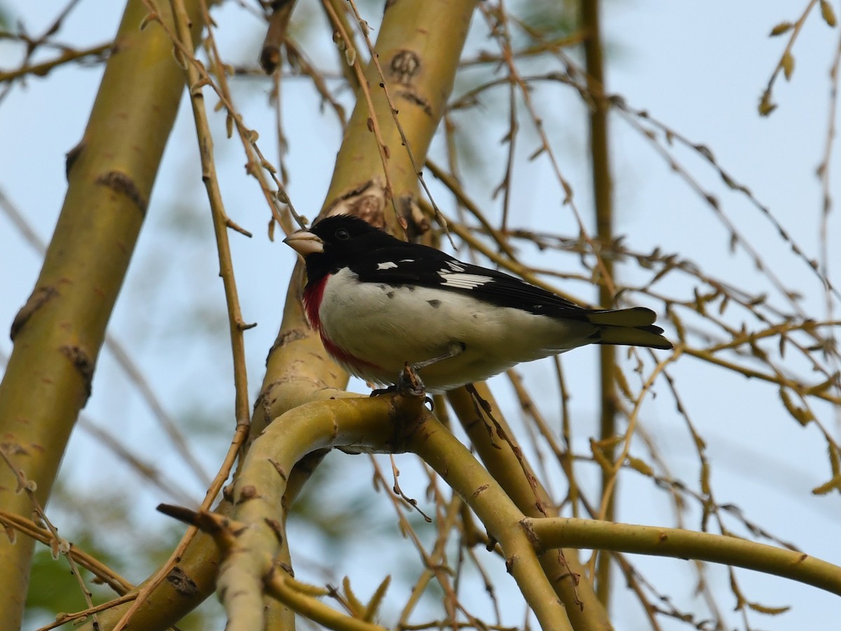 Rose-breasted Grosbeak - ML570887931