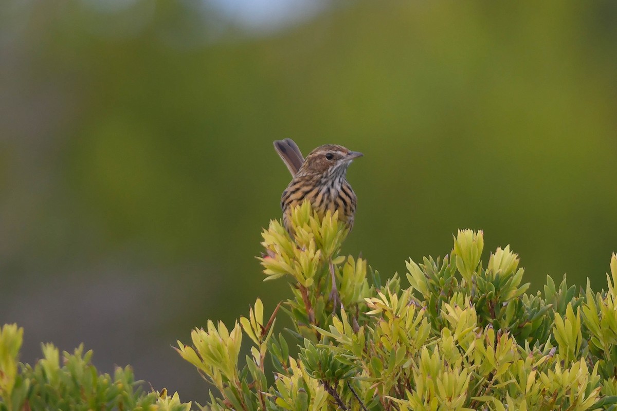 Striated Fieldwren - Adam Fry