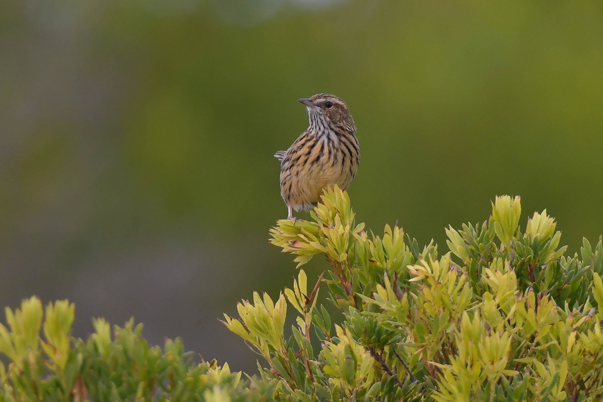 Striated Fieldwren - ML570887951