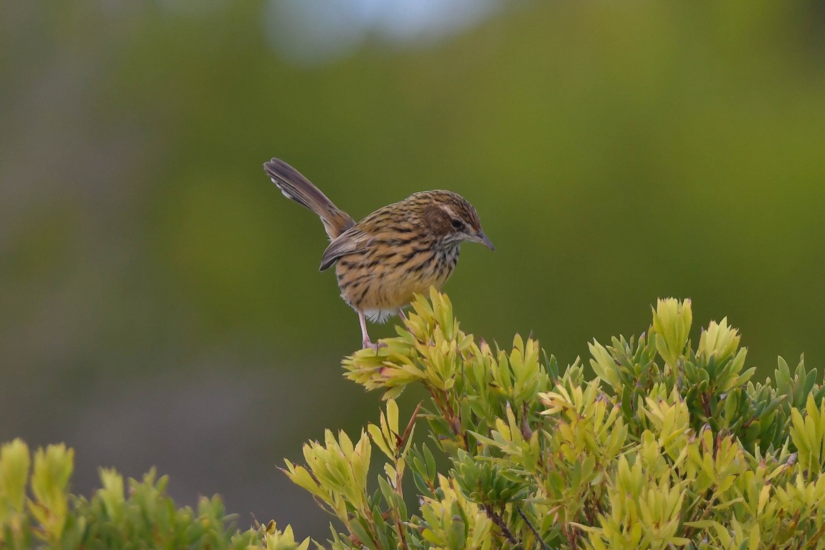 Striated Fieldwren - ML570887961