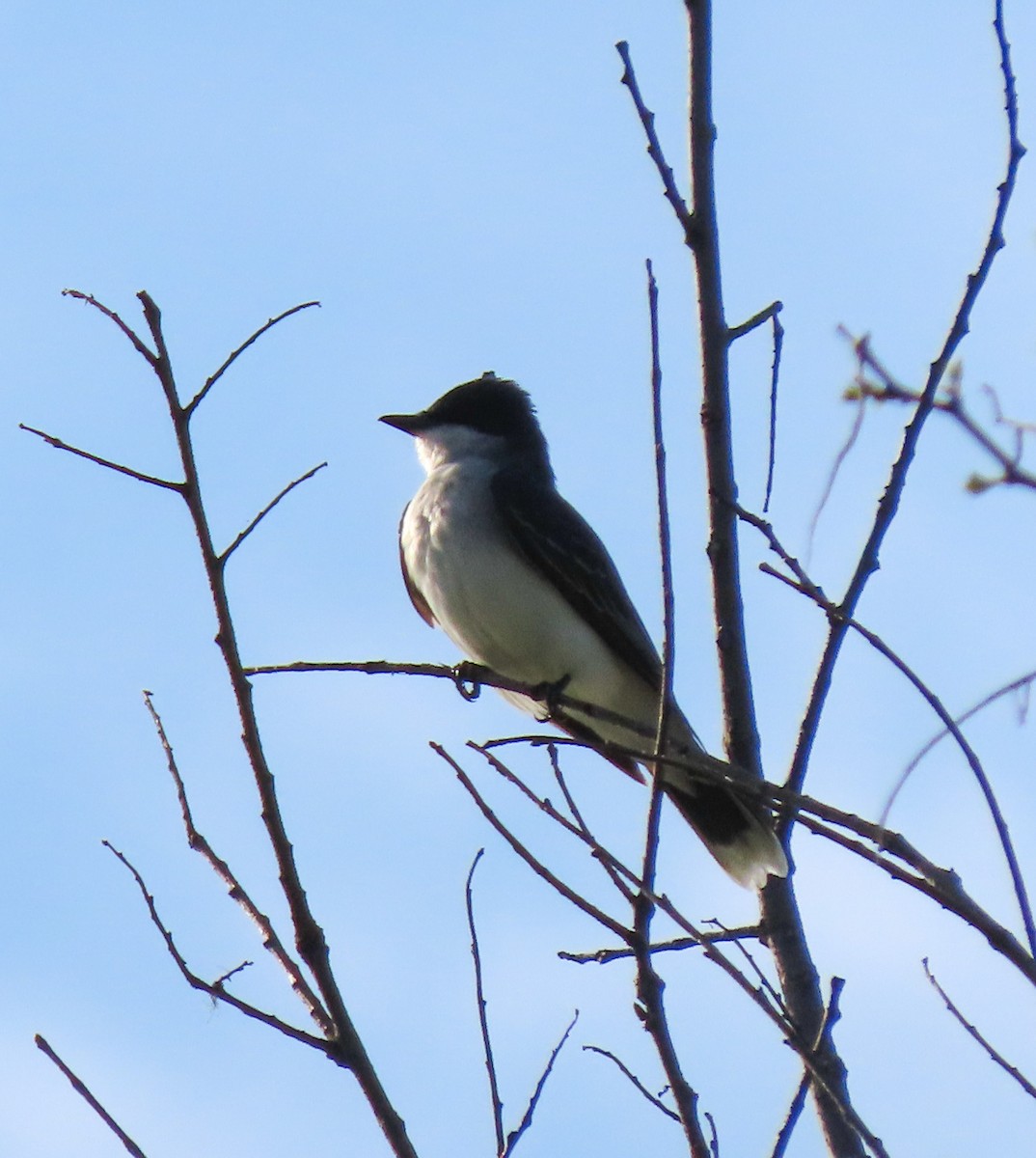 Eastern Kingbird - ML570888601