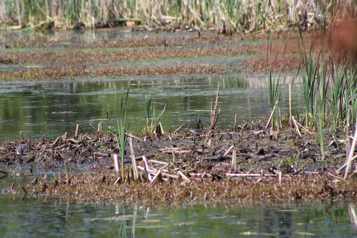 Lesser Yellowlegs - ML570888811