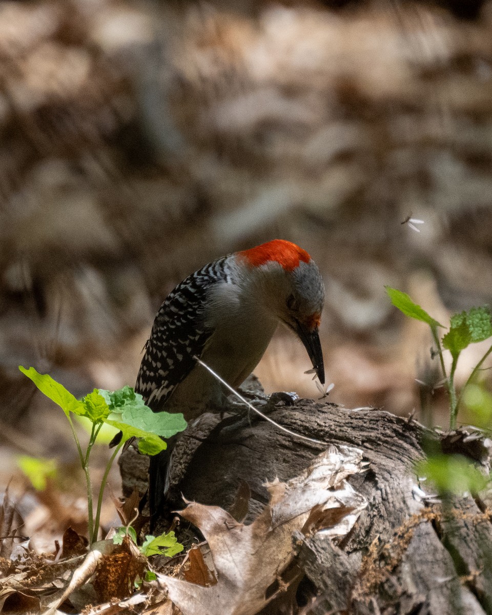 Red-bellied Woodpecker - ML570889361