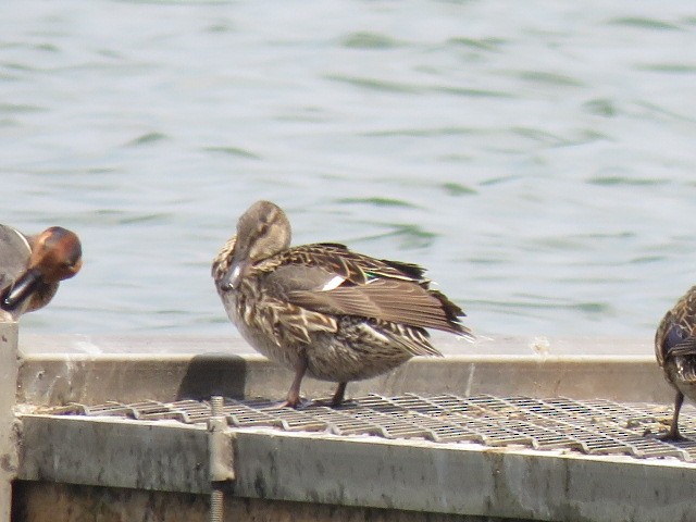 Green-winged Teal - ML570891791