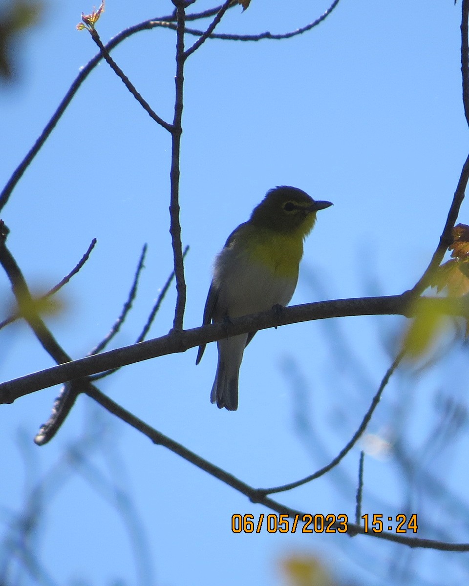 Yellow-throated Vireo - ML570891981