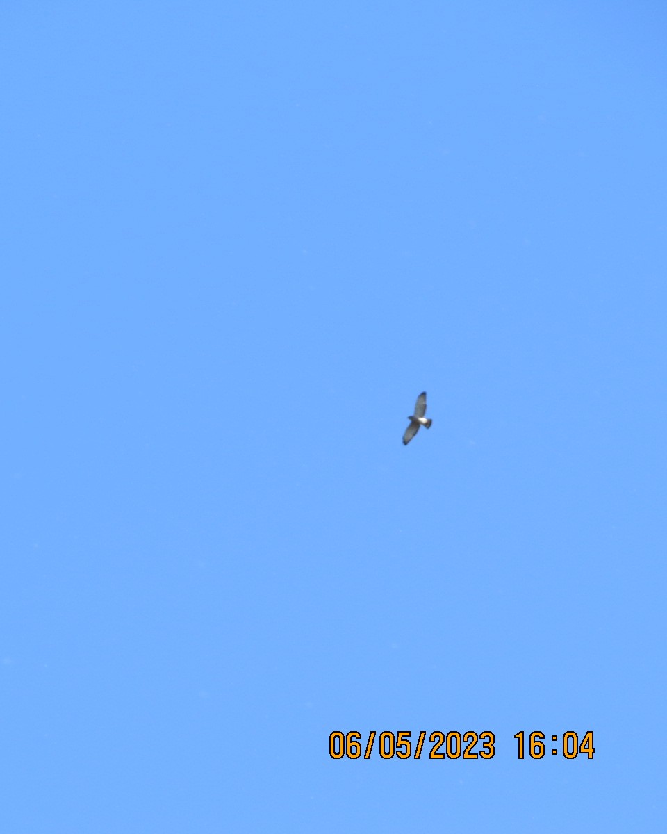 Broad-winged Hawk - ML570892101