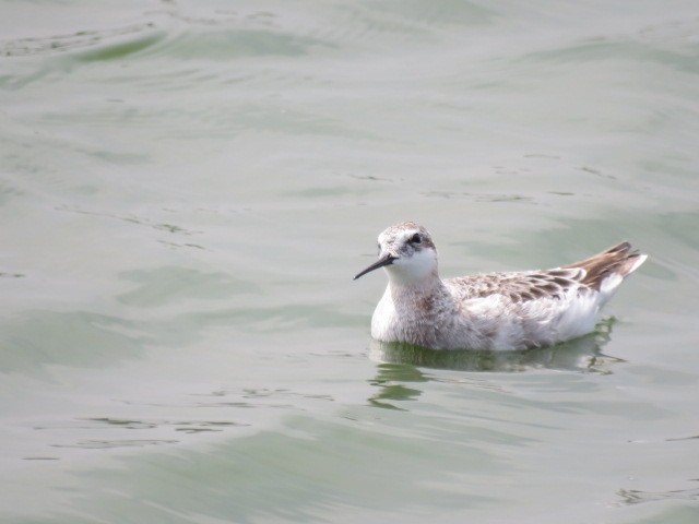 Wilson's Phalarope - ML570892301