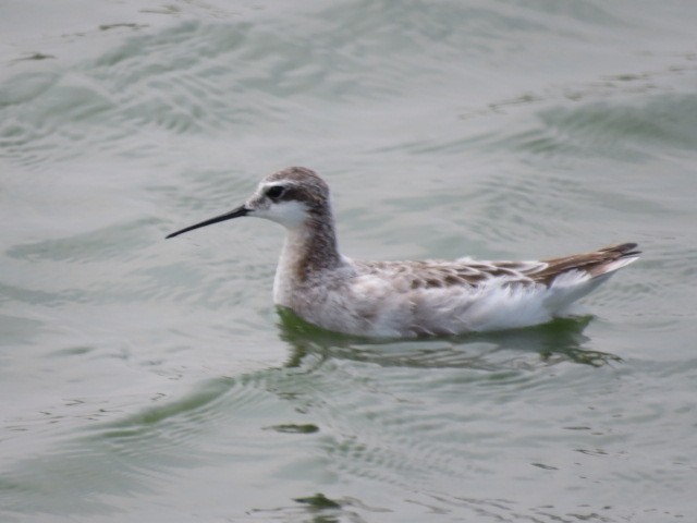 Wilson's Phalarope - ML570892471