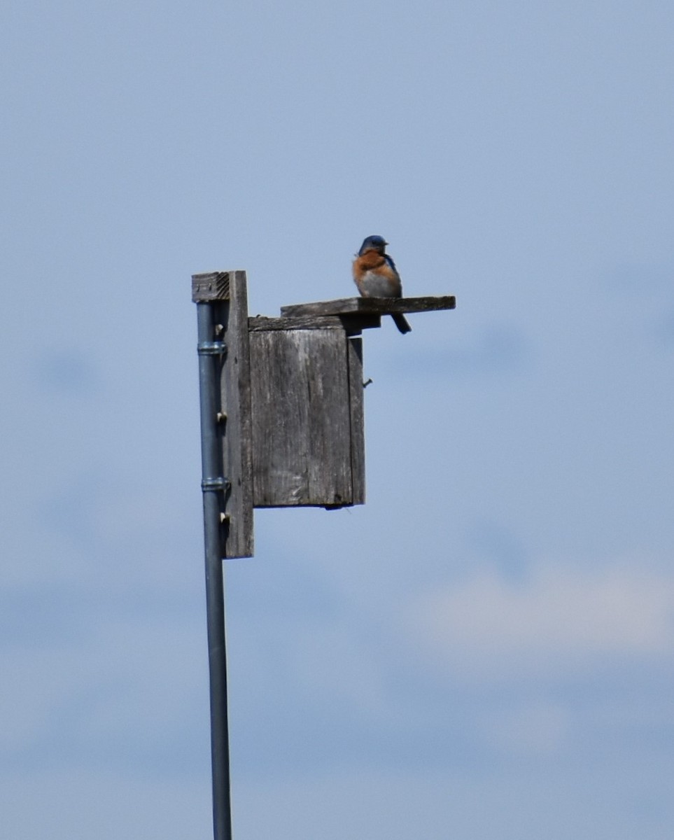 Eastern Bluebird - ML570892641