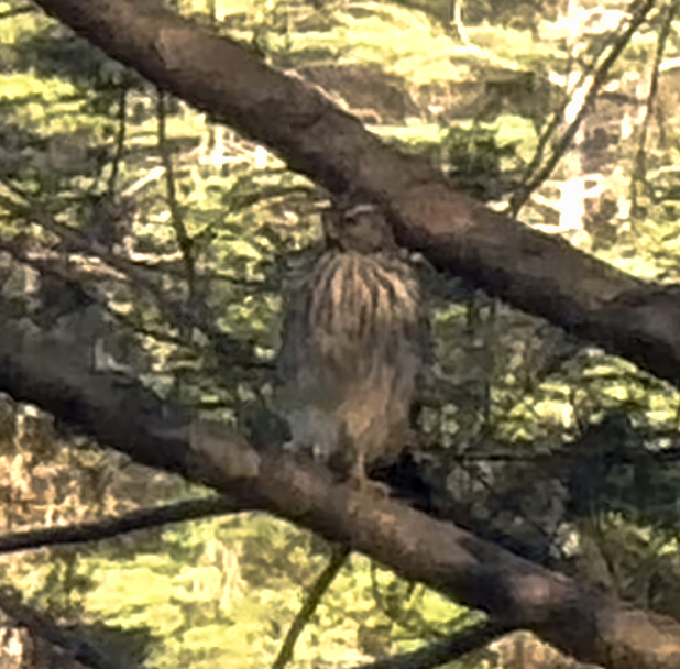 American Goshawk - ML570892831