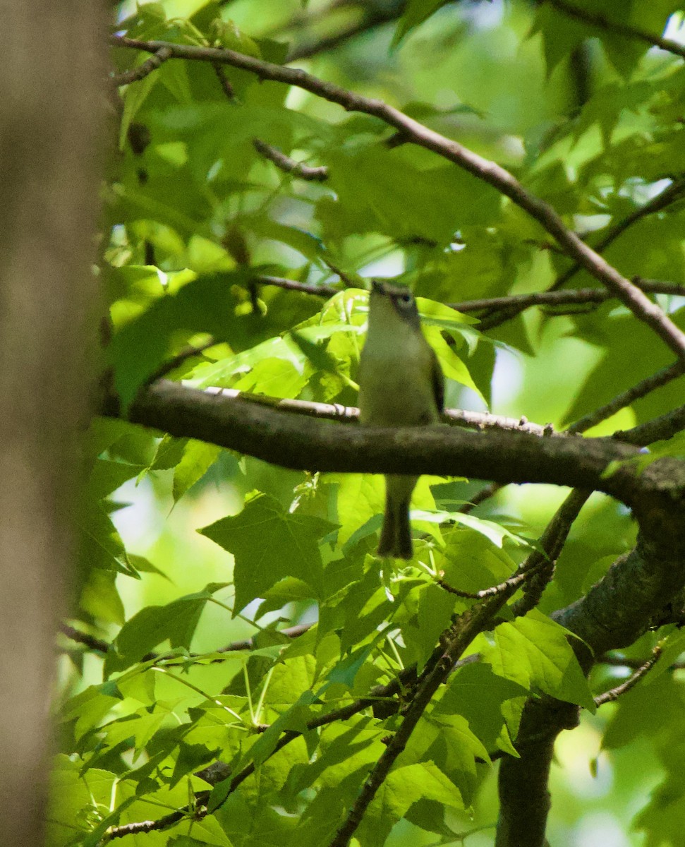 Blue-headed Vireo - ML570892951