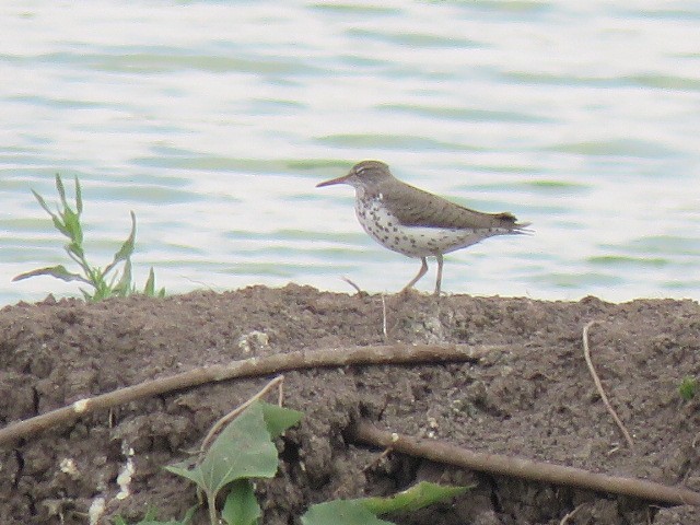 Spotted Sandpiper - ML570892971