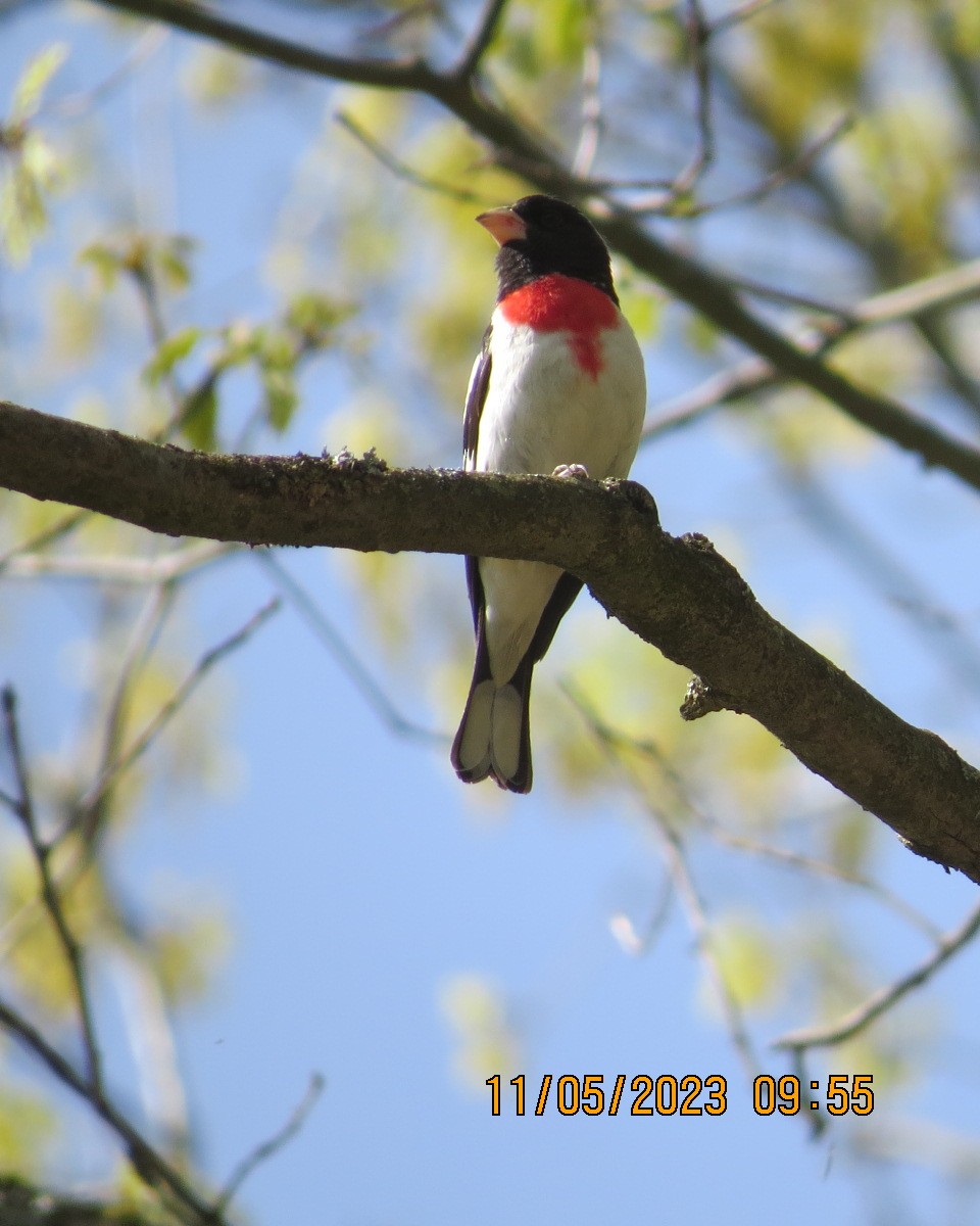 Rose-breasted Grosbeak - ML570893921
