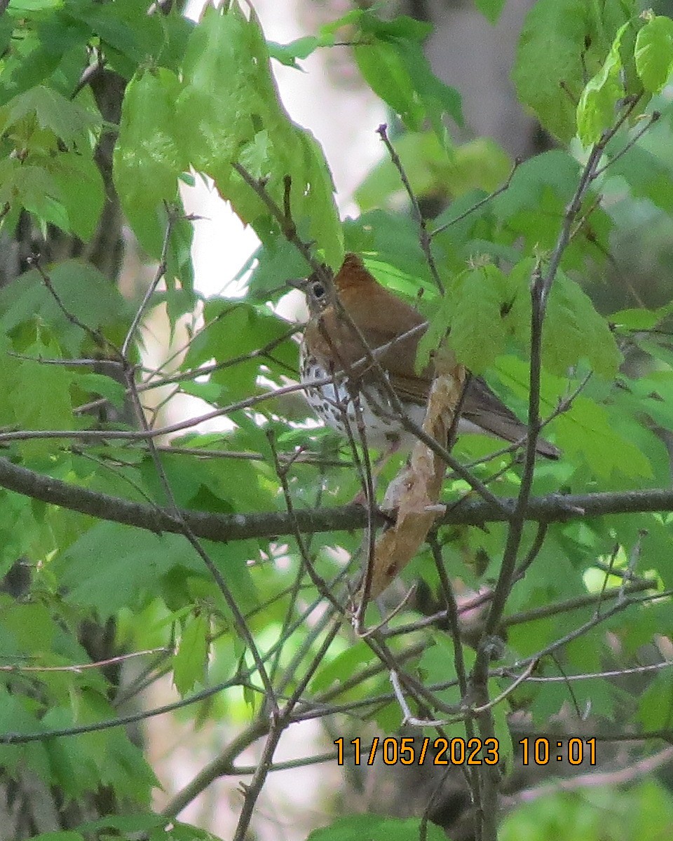 Wood Thrush - ML570894041