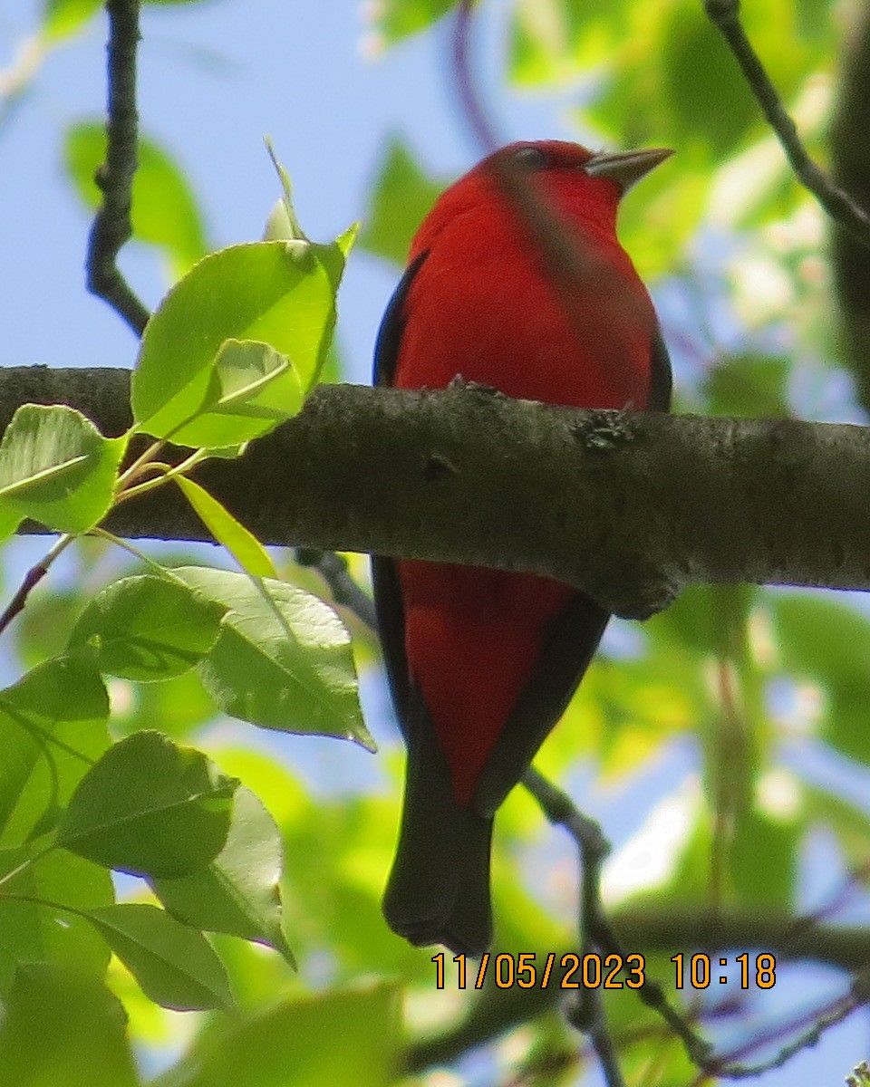 Scarlet Tanager - ML570894091