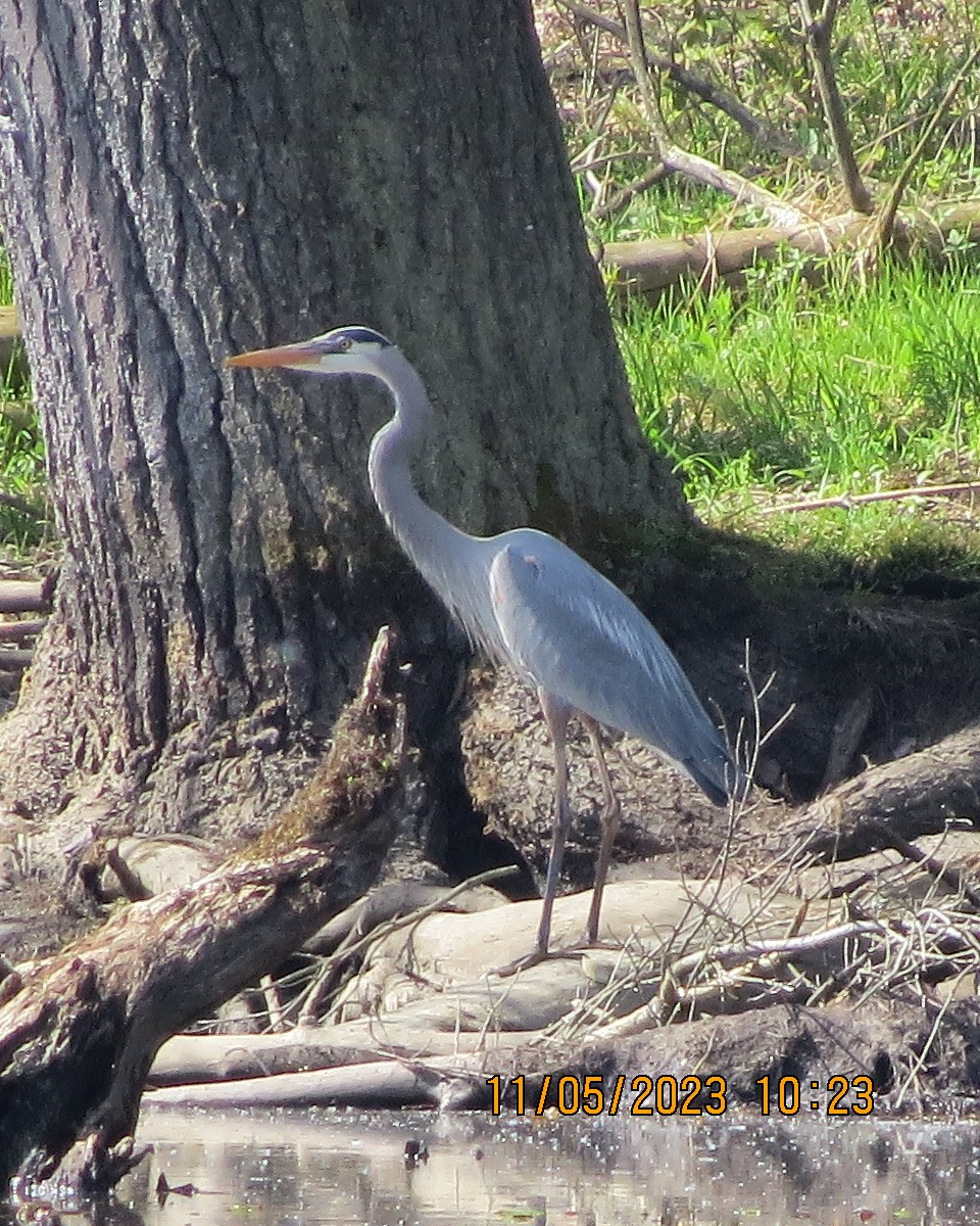 Great Blue Heron - ML570894201