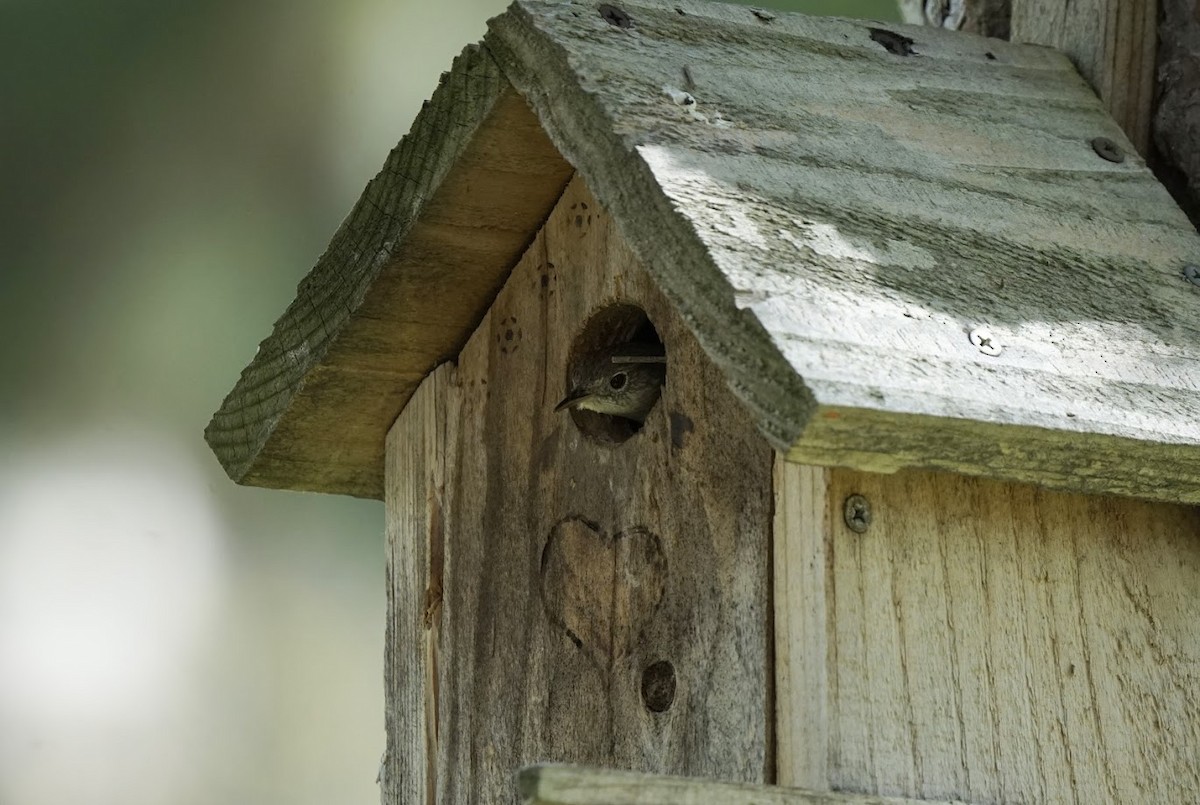 House Wren - Julia Black