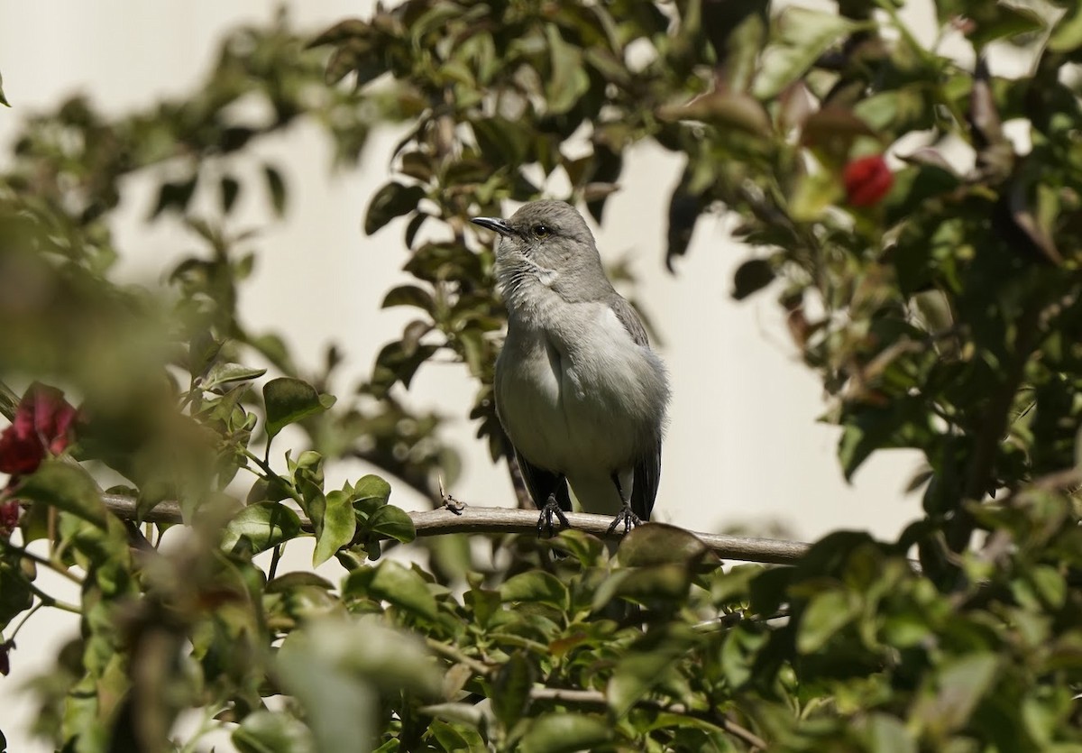 Northern Mockingbird - Julia Black