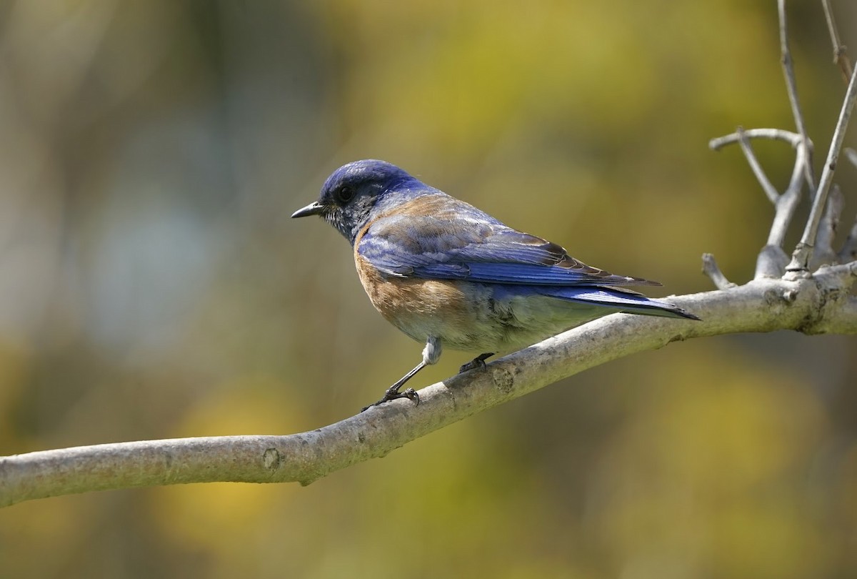 Western Bluebird - Julia Black